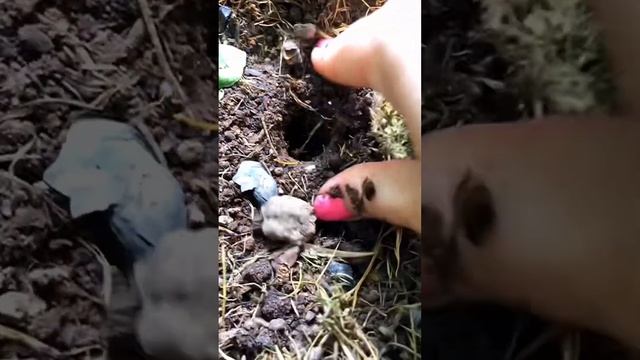 Глиокладин . Корневые гнили смотреть онлайн