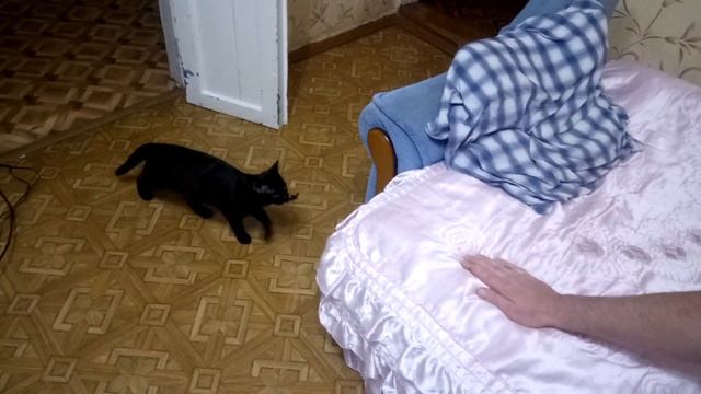 КАК НАУЧИТЬ КОТА КОМАНДЕ "АПОРТ" | HOW TO TEACH A CAT THE "APORT" COMMAND смотреть онлайн