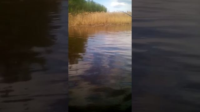 Животные в Разрешении 8K