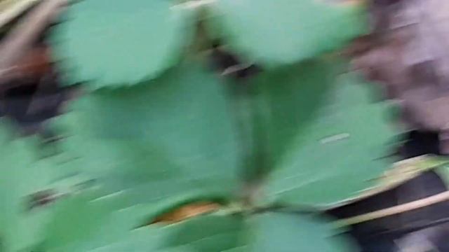 Земляника Шарлотта 10 ноября 2020 г. / влог/ смотреть онлайн