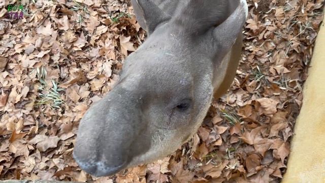 Hungry Tapir eating bamboo! Funny animals смотреть онлайн
