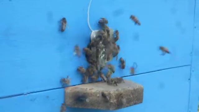 Работа пчёл Главный взяток смотреть онлайн