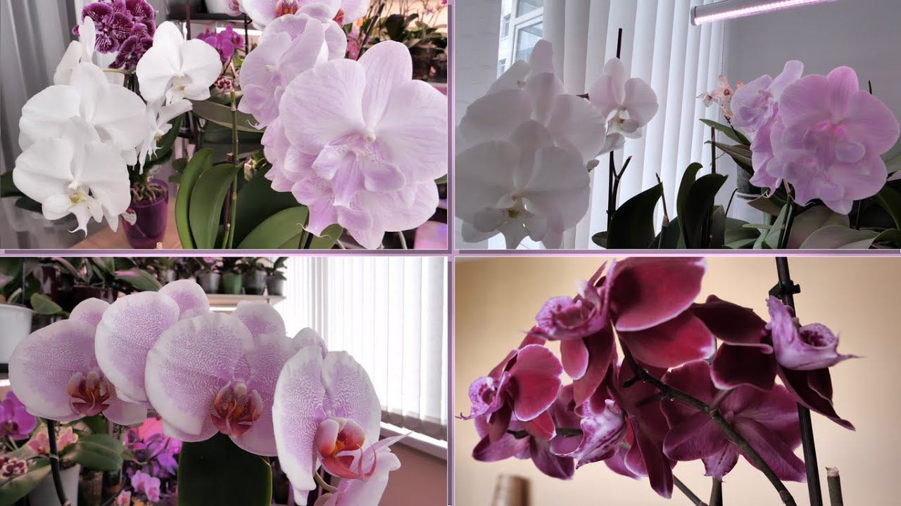 КРУТАЯ Пижамка в колбе с КОРНЯМИ на ЗАВИСТЬ и домашние Биги. смотреть онлайн