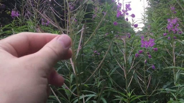 Сбор Иван Чая! Как я ходил за иван чаем в места, где крапива выше моего роста! смотреть онлайн