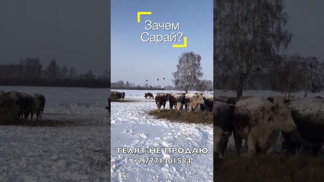 Остановись! Не строй сарай для скота! смотреть онлайн