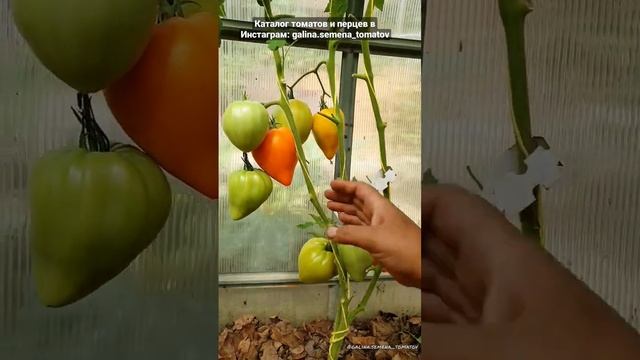 Томат "Бычье Сердце Оранжевое"☀️☀️☀️ смотреть онлайн