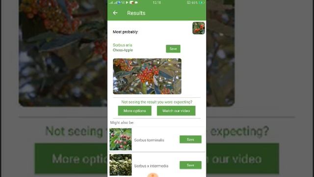 PlantSnap identifies a Chess-Apple (Sorbus aria) смотреть онлайн