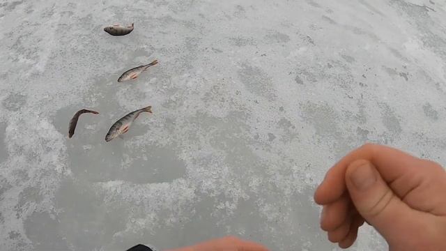 Рыбалка на окуня на Чудском озере 13 03 2021 смотреть онлайн