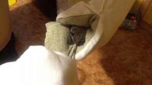 Как кормит летучую мышь в домашних условиях