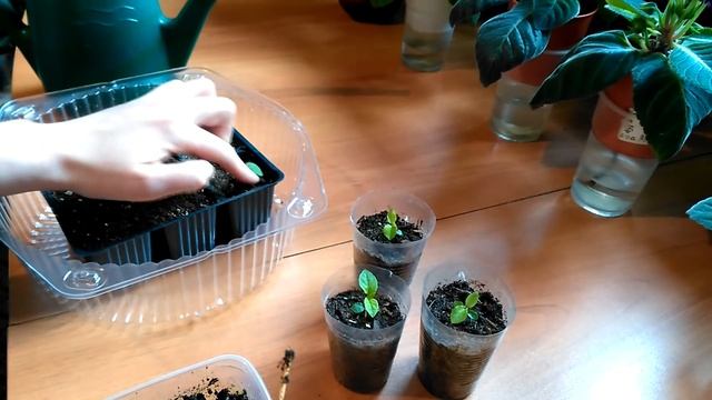 Актинидия из семян. Всходы.