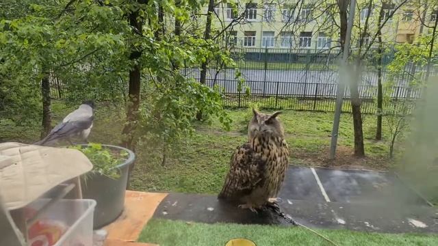 Ворона снова в гостях у совы  А у вас ещё что то осталось Наглость   счастье в жизни