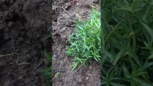 Тысячелистник ПТАРМИКА (жемчужница)осеннее черенкование 2.10.23