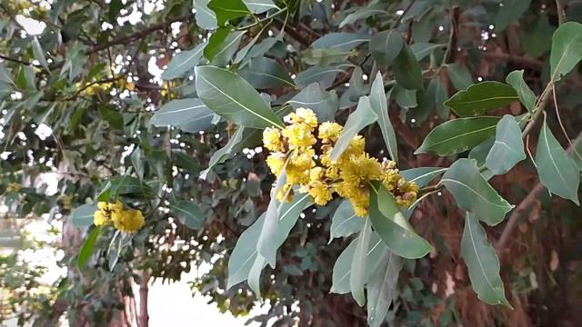 Цветы лавра/ Laurel blooms смотреть онлайн