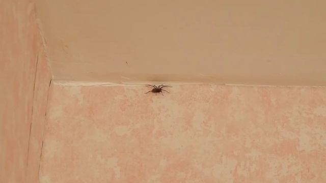 «Важен каждый-3». Старая Русса, д. Муравьёво ("Пароход Онлайн") Великий Новгород смотреть онлайн