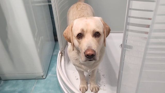 Забыли Лабрадора в Ванной смотреть онлайн