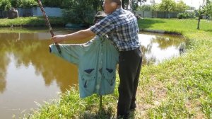 Кормление рыбы в пруду