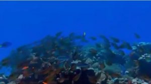 Песня Максим Куст!