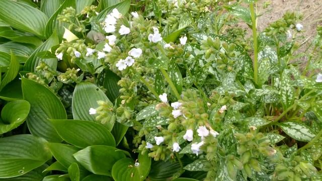 Pulmonaria 'Opal' смотреть онлайн