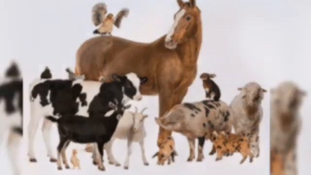 #ВсемирныйДеньДомашних Животных смотреть онлайн