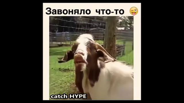 Как Пукают Животные