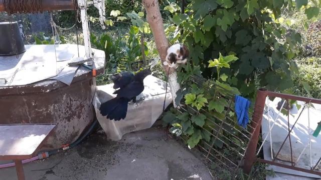 Ворон Шани атакует кошку.(Raven attacks a cat) смотреть онлайн
