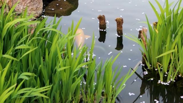 КИОТО ЗА 3 ДНЯ: что посмотреть?