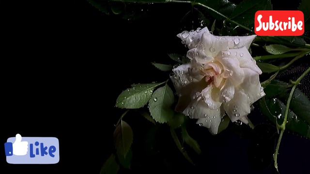 Rose || Beautiful Rose || World Best beautiful Roses || Pink Rose White Rose Red Rose смотреть онлайн