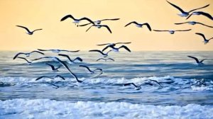 «Не вейтеся, чайки, над морем»