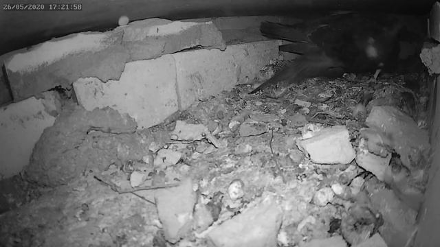 Кто утащил птенца голубя из гнезда - Who took the baby pigeon out of the nest смотреть онлайн