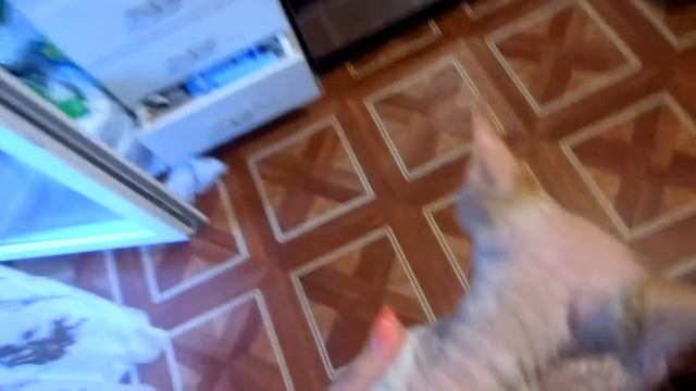 Сфинкс-найден на улице. смотреть онлайн