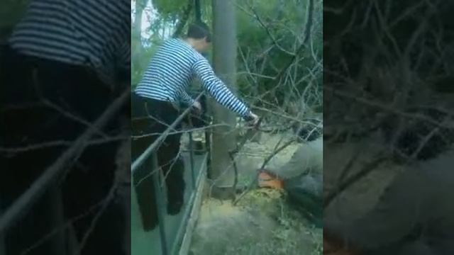 Засохший кипарис. смотреть онлайн