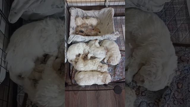 Бишон фризе 5 мальчиков и 1 девочка 🐩07. 01.24 . Шпицуля 02.01.24.девочка🦊, на продажу. смотреть онлайн