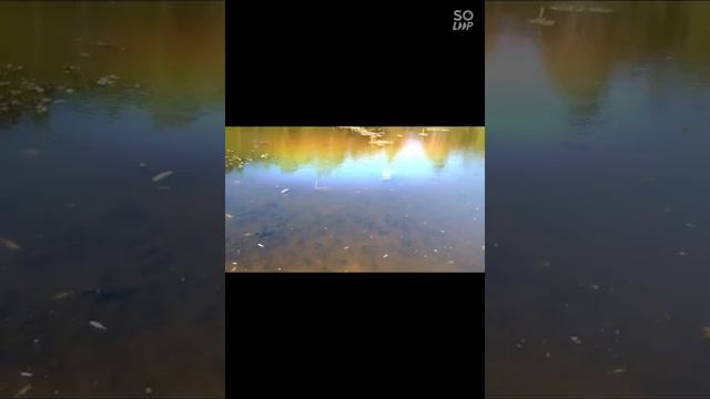 Игорь Кибирев.Там за реченькой. смотреть онлайн