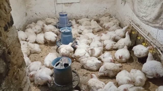 Бройлеру 50 дней??.12 октября строим навес