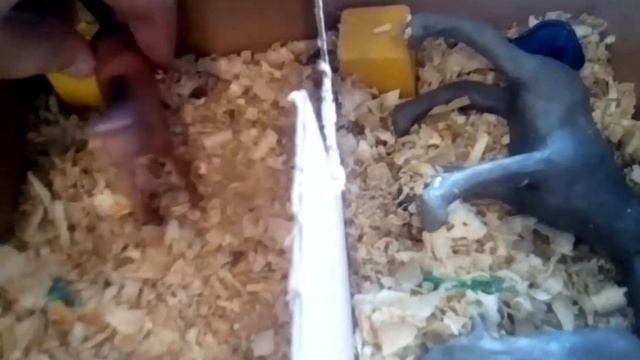 Чистка Морган смотреть онлайн