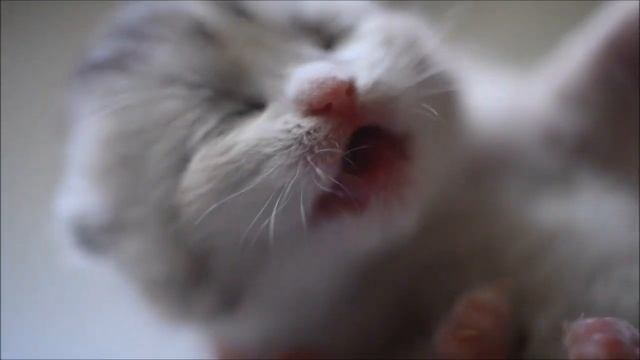 British Shorthair Golden Chinchillas and Scottish Fold Kittens смотреть онлайн