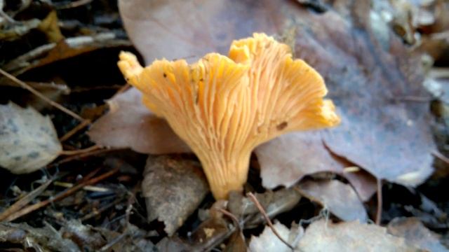 Grzyby 2019 grudzień - Ostatnia kurka w grudniu! Szok! Sprawdzę w styczniu, czy jeszcze stoi ? смотреть онлайн