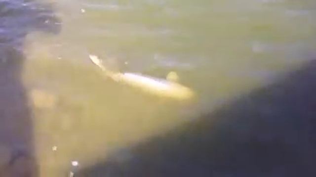 рыбалка , поймал , отпусти !!! смотреть онлайн