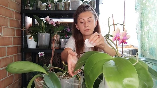 ТРИ ЛИСТЬЯ орхидей до БЛЕСКА МОЛОКОМ Супер ЭФФЕКТ КОРНИ ПУЧКОМ, Листья КУСТОМ