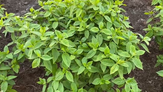 Как лечить хлороз гортензий? Как определить заболевание на кустах гортензий