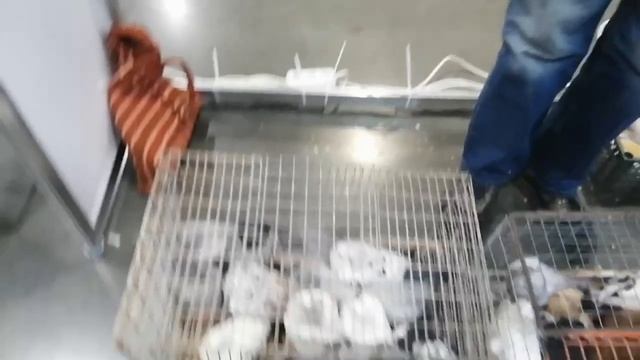 ЯРМАРКА ГОЛУБЕЙ В УФЕ 15 октября 2022 г Часть 6 смотреть онлайн