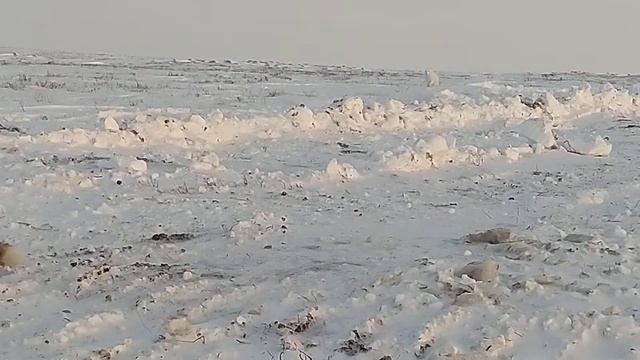 Суровая реальность тундры, звери привыкают к людям. смотреть онлайн