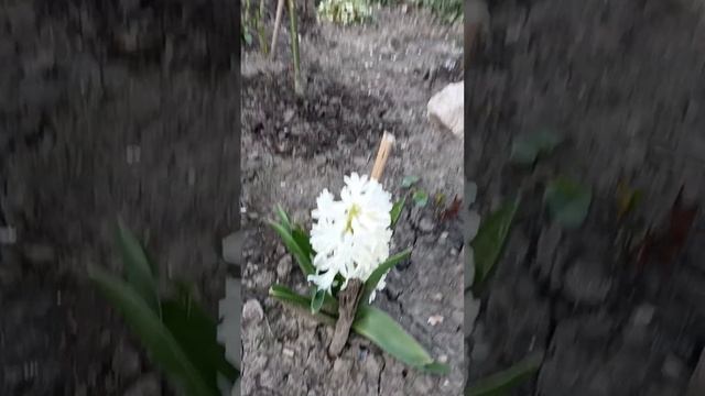 Начало вегетации роз и кое что из луковичных. смотреть онлайн