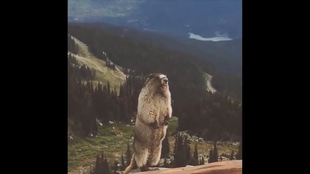 КАК СДЕЛАТЬ ЛУК?ДЕЛАЕМ МОЩНЫЙ ЛУК ИЗ ПАЛКИ И ВЕРЕВКИ! смотреть онлайн