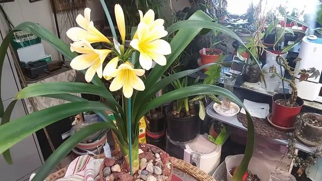 The Beautiful Clivia Miniata Plant In Bloom смотреть онлайн