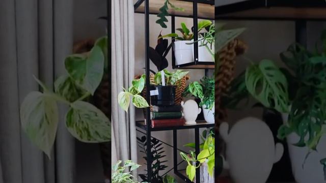 Houseplant Tour plus Tips on How I decorate with Houseplants// Indoorplant Collection Spring 2020 смотреть онлайн