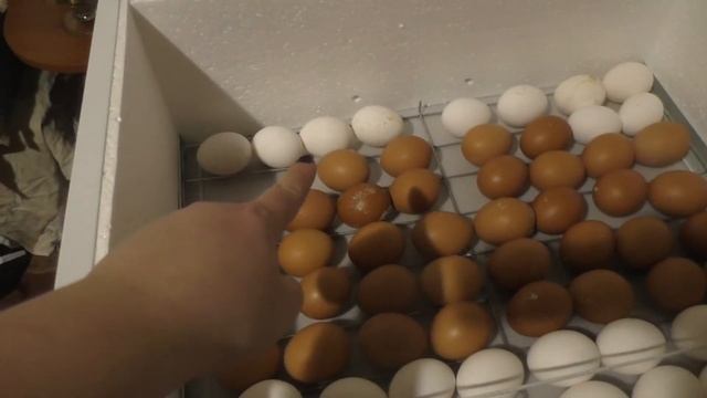 доставка яиц Новой Почтой, закладка инкубатора смотреть онлайн