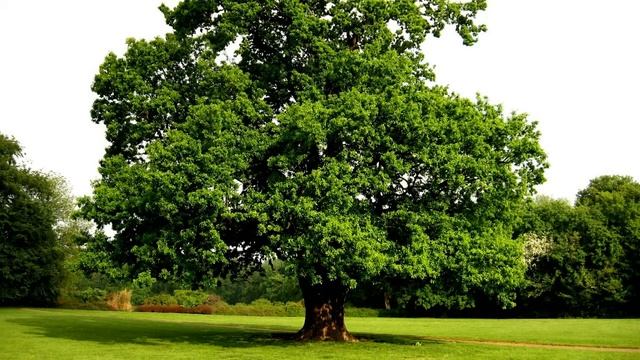 Тонкая рябина