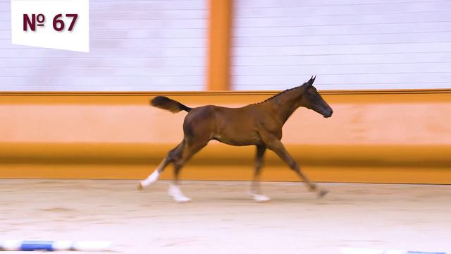 67.Elliot Terma H (Echo van 't Spieveld x Zirocco Blue x Cornet Obolensky) смотреть онлайн
