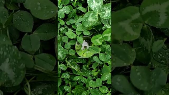 52). #медитация на #освобождение от #негатива и на #гармонизацию всего #организма смотреть онлайн